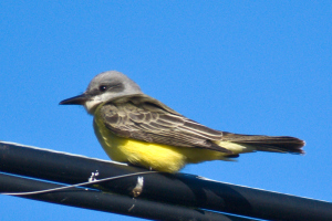Tropical Kingbird